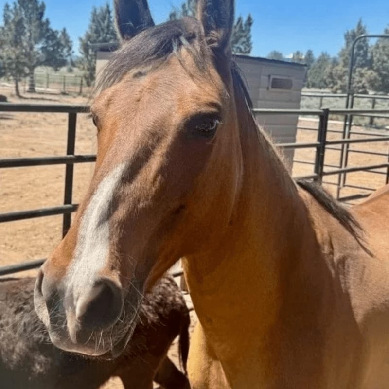 A brown horse with a white blaze stands in the foreground against a background of a fenced paddock, a small building, and distant trees.