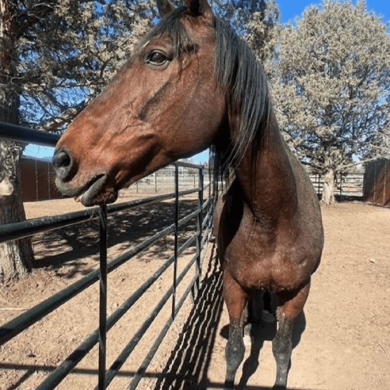 A brown horse stands behind a black metal fence with trees and a clear blue sky in the background.