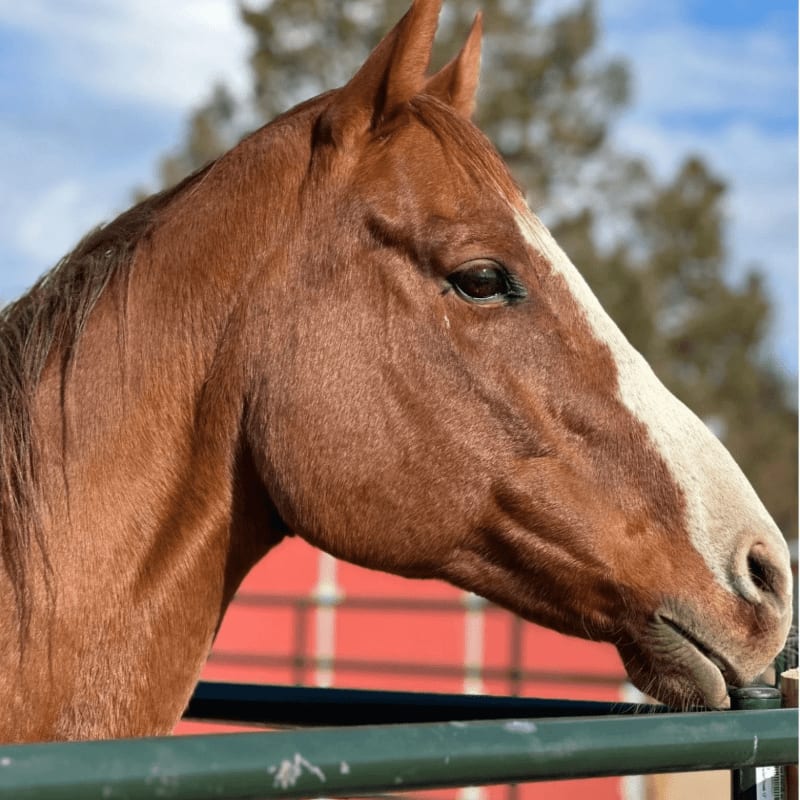 A chestnut horse with a white blaze stands behind a green fence against a blurred background of trees and a blue sky.