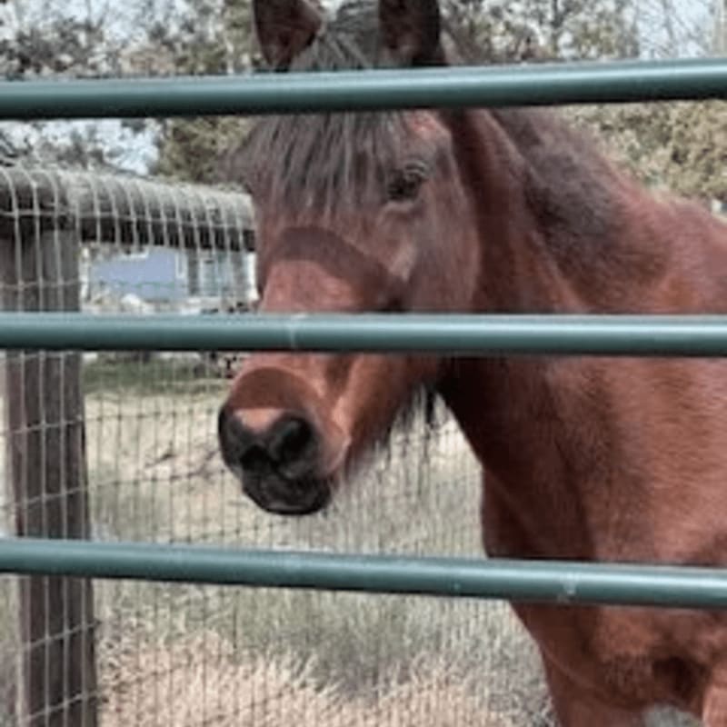 A brown horse stands behind a green metal fence with a blurred outdoor landscape in the background.