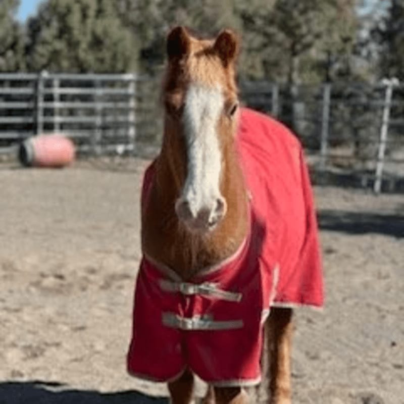 A brown horse wearing a red blanket stands in a sandy enclosure with a fence and trees in the background.