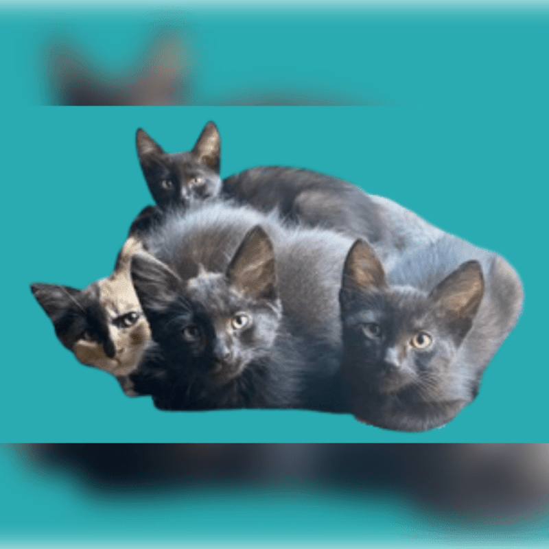 Three small kittens huddle together in the foreground against a solid teal background.