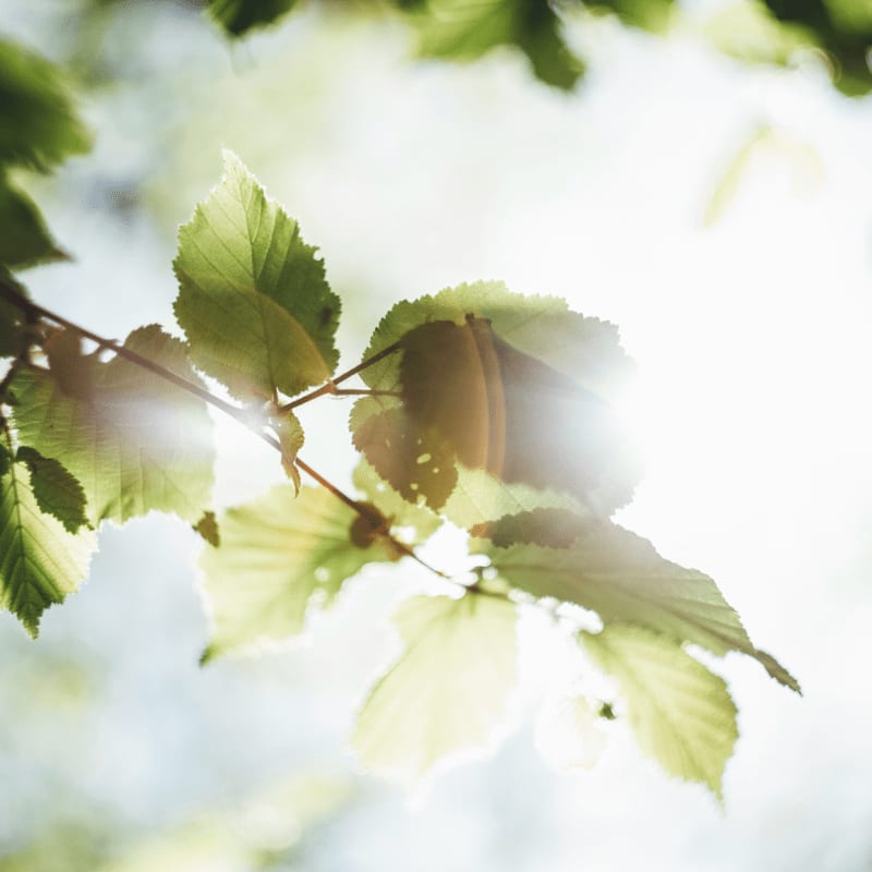 green-leafed tree