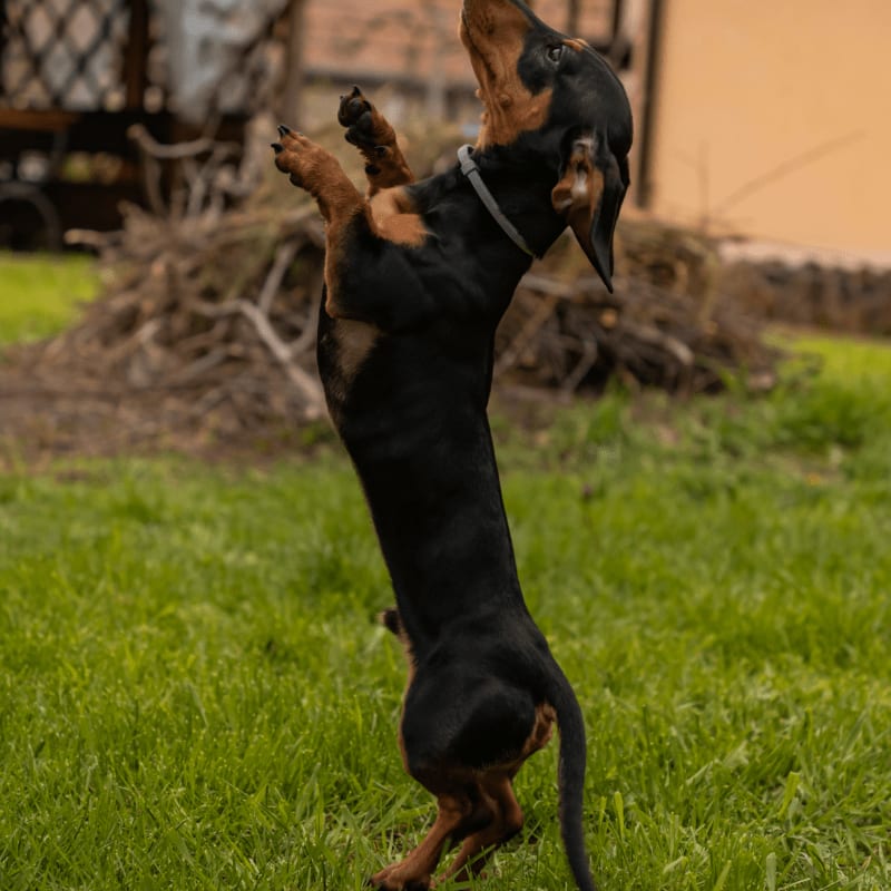 a black and brown dog jumping in the air to catch a frisbee