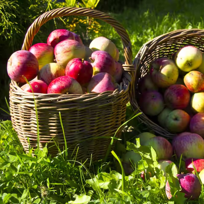 Two woven baskets overflow with ripe apples in the foreground, set against a blurred green background of grass and foliage.