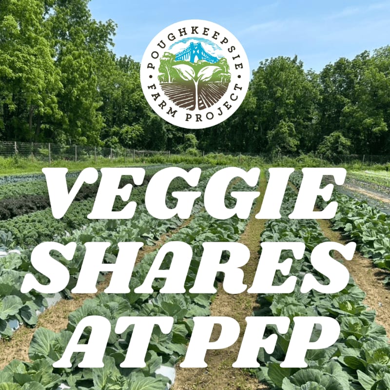 Rows of leafy green vegetables grow in the foreground under a bright sky and a backdrop of lush green trees.