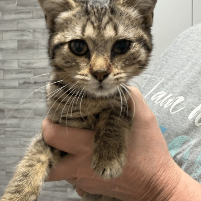 A person's hand holds a small tabby kitten in the foreground against a background of a light-colored stone wall.