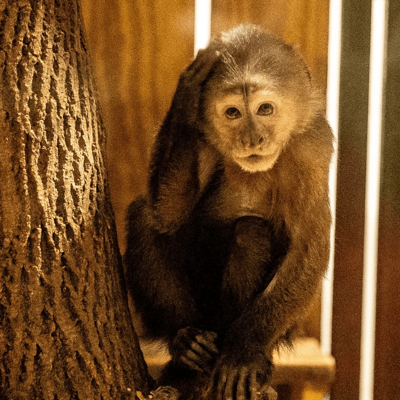 A brown monkey sits beside a textured tree trunk against a blurred, golden-brown background.