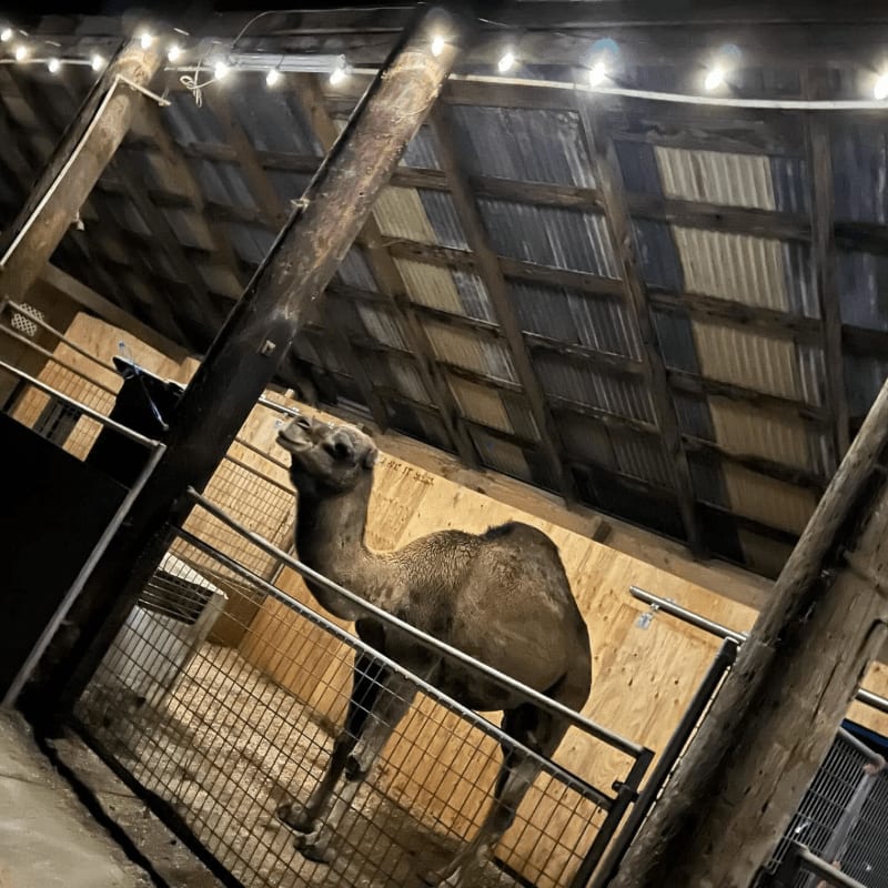 A camel stands behind a metal fence in a wooden barn with a corrugated metal ceiling.