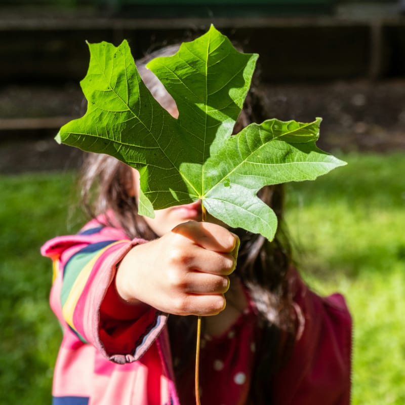 girl in pink jacket holding green maple leaf