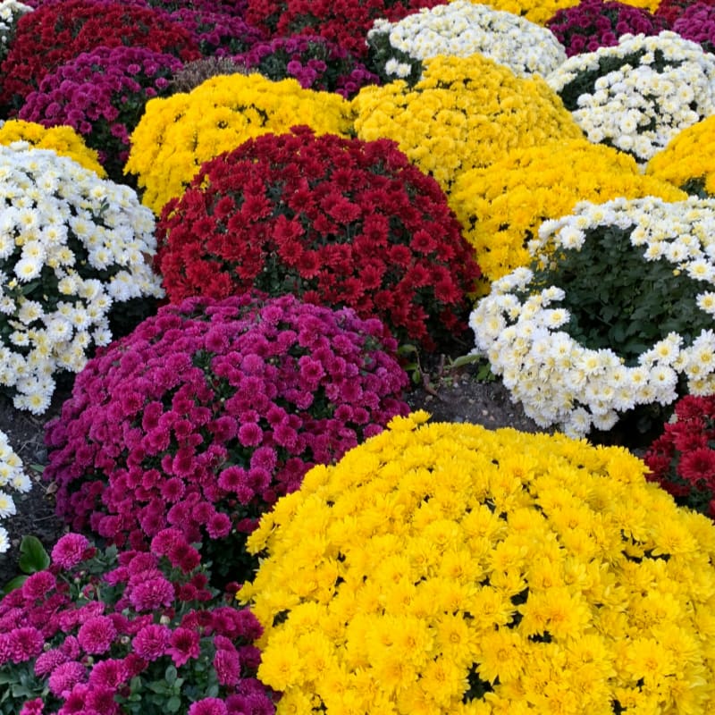 a bunch of flowers that are in the ground