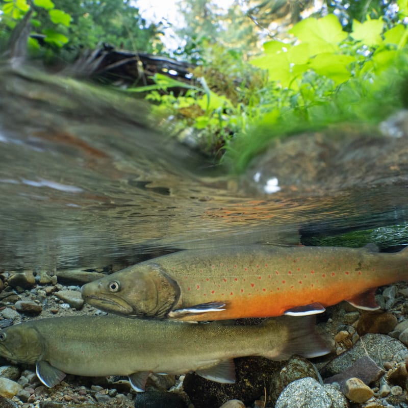 Two trout swim underwater in a rocky stream, with lush green foliage visible above the water's surface.