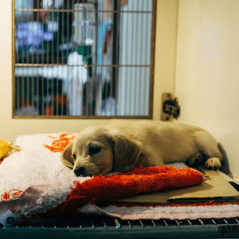 fawn pup on red and white textile