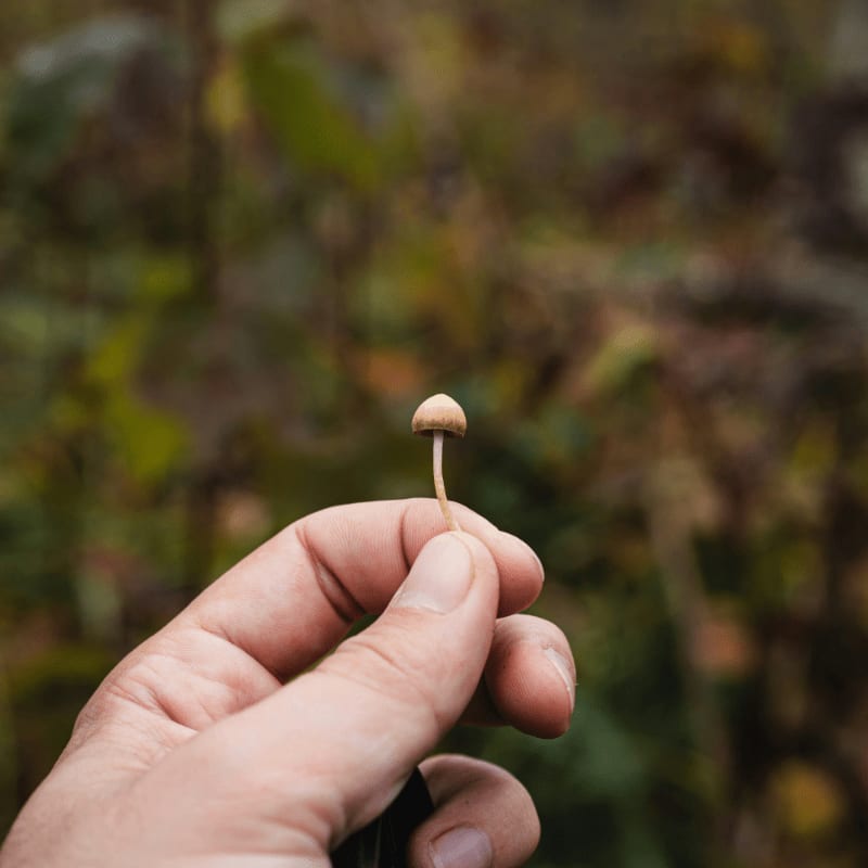 A sharp logo reading "Decriminalize Psilocybin Michigan" with a stylized mushroom graphic sits in the foreground against a blurred, repetitive background of the same text.