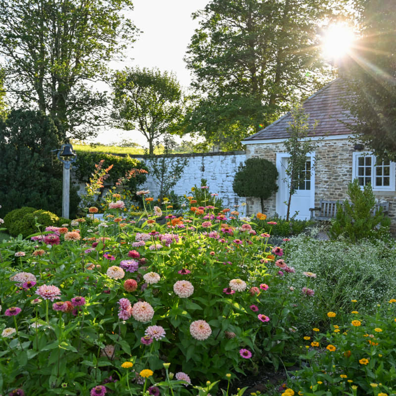 A vibrant garden of pink and yellow zinnias fills the foreground, set against a background of a stone cottage, a white wall, and lush green trees under a bright sun.
