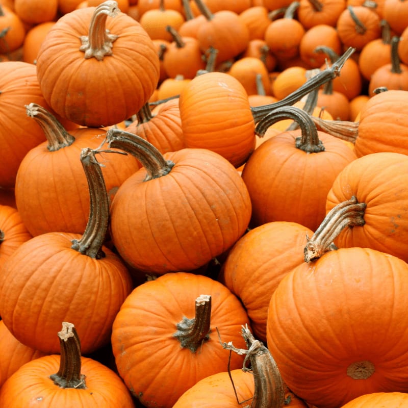 A pile of bright orange pumpkins fills the foreground, with more pumpkins stretching into the blurred background.