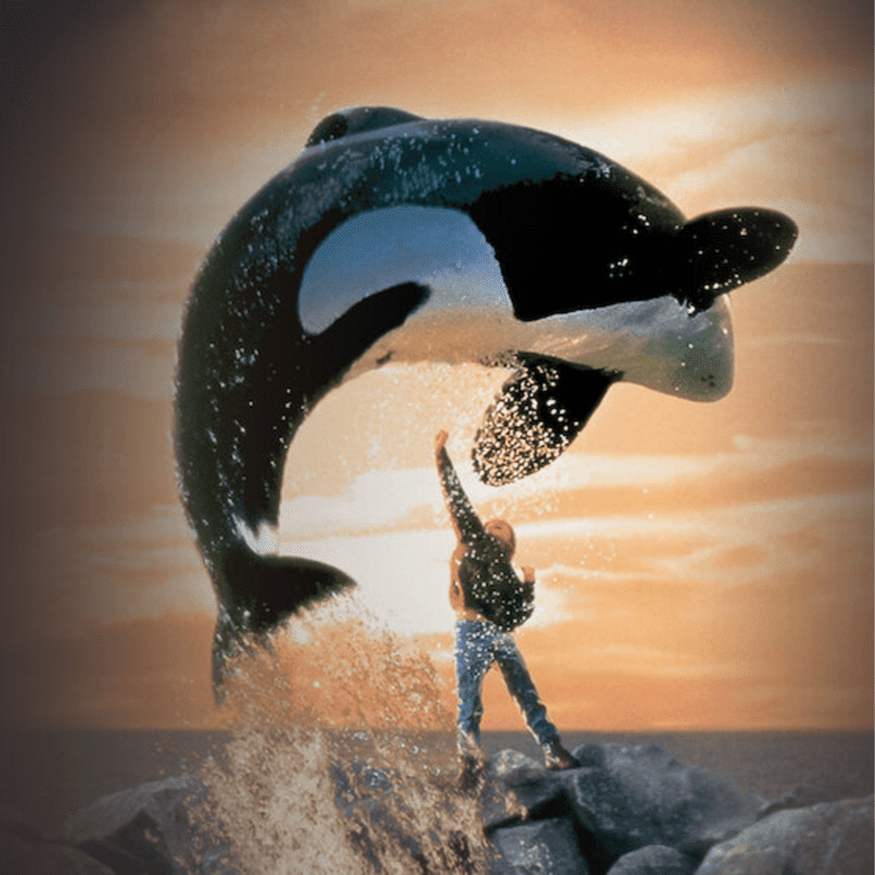A man stands on rocky shores with his arm raised toward a leaping orca against a golden sunset sky.