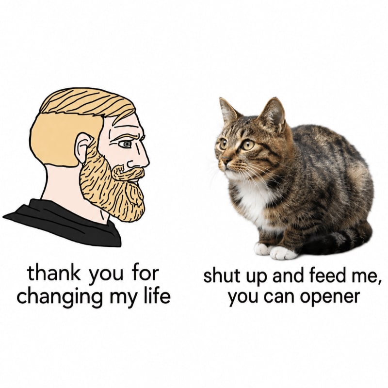 An illustration of a bearded man and a photo of a tabby cat face each other against a plain white background, with captions below them.