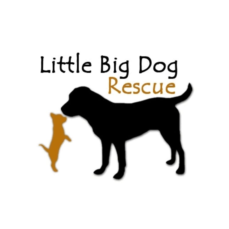 A black dog silhouette stands to the right of a smaller, tan dog silhouette, with the words "Little Big Dog Rescue" in black and gold text above them on a white background.