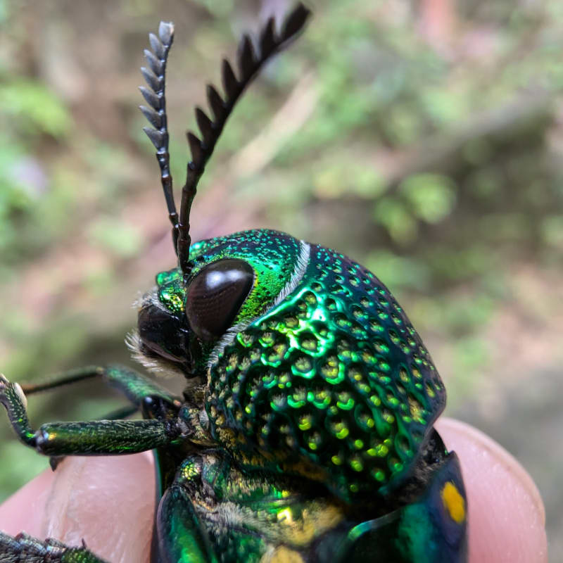 A close-up of a metallic green beetle with comb-like antennae is held by a finger against a blurred natural background.