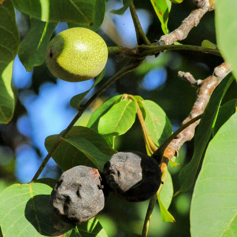 A fruit tree with green fruits and leaves