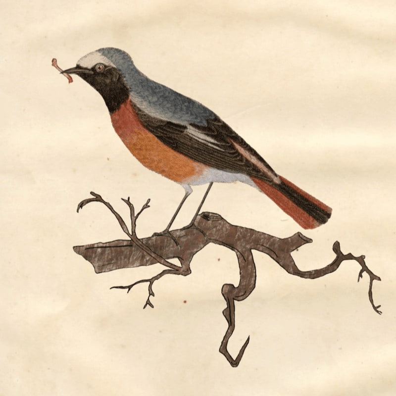 A colorful bird with an insect in its beak perches on a gnarled brown branch against a plain, off-white background.