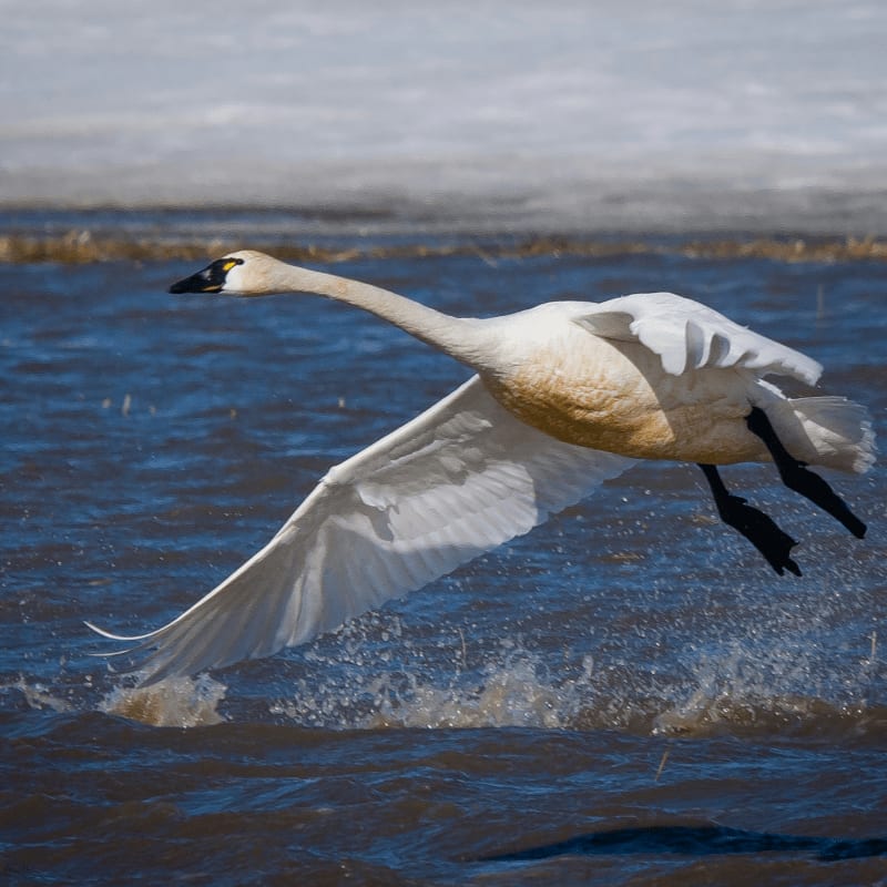 white swan on water during daytime