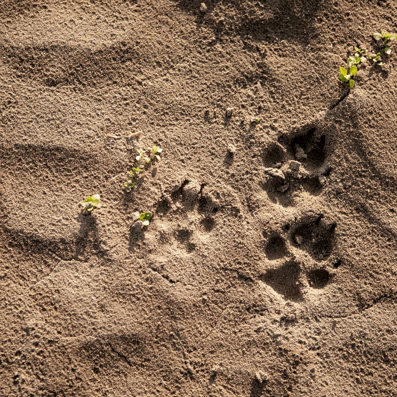 Animal paw prints in dry sand with small plants