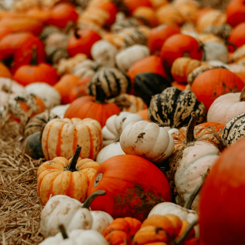 A large pile of colorful pumpkins and gourds
