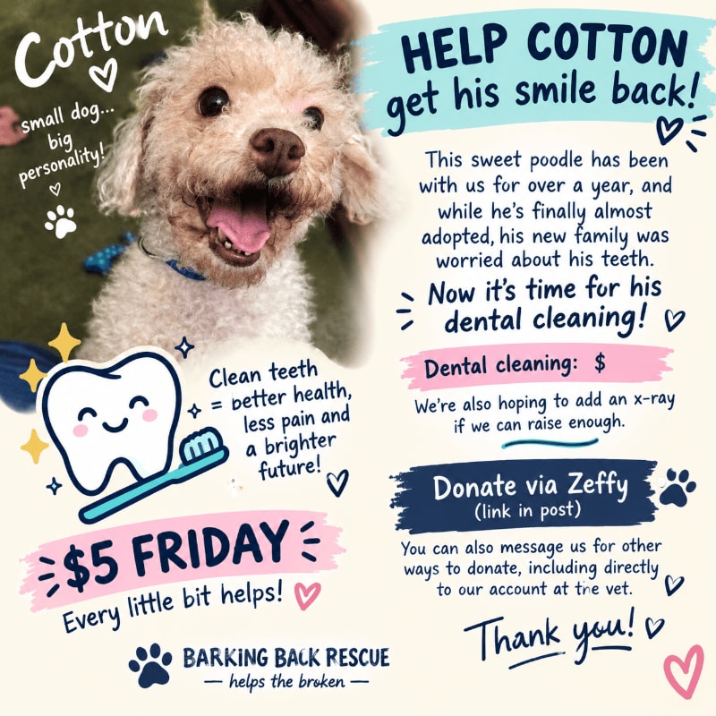 A fluffy white poodle occupies the center of a fundraising flyer featuring a cartoon tooth, blue text boxes, and a white background.