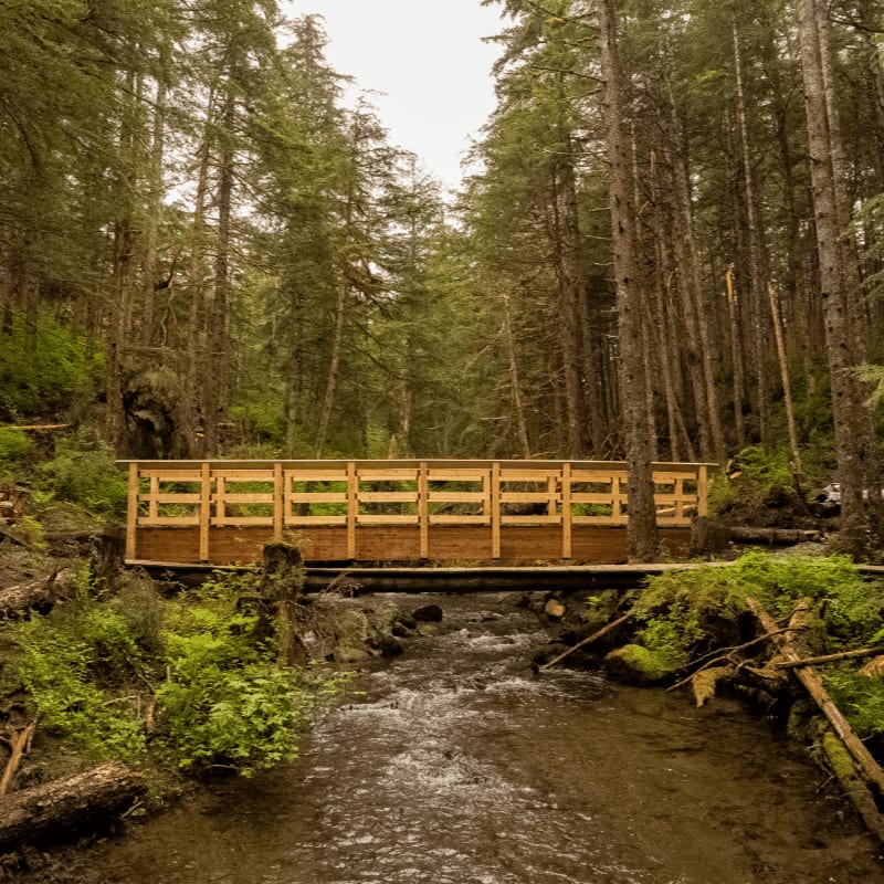 A wooden bridge spans a small stream in the foreground, set against a dense backdrop of tall evergreen trees.