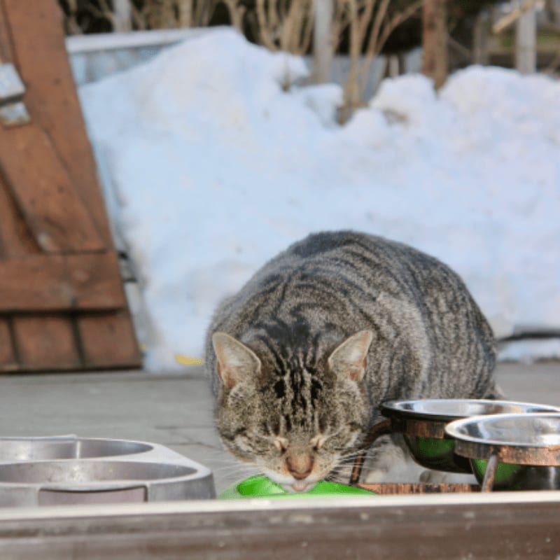A grey tabby cat eats from bowls in the foreground against a background of white snow and a wooden structure.