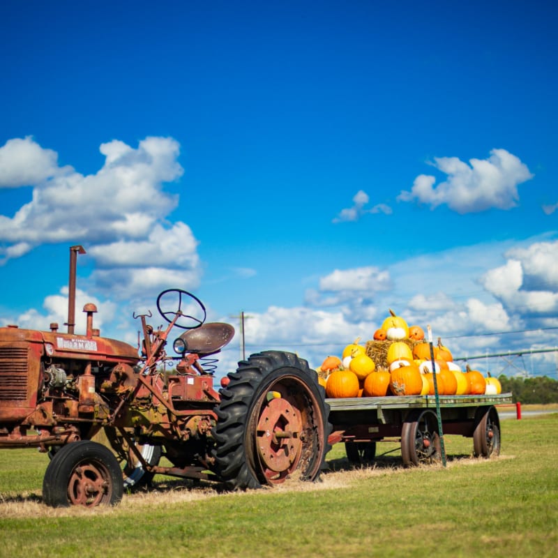 Old tractor pulling a wagon full of pumpkins