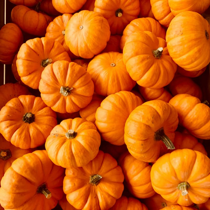ile of orange pumpkins