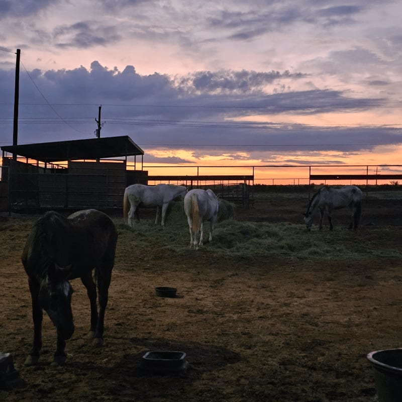 Several horses graze in a fenced paddock under a cloudy sunset sky.