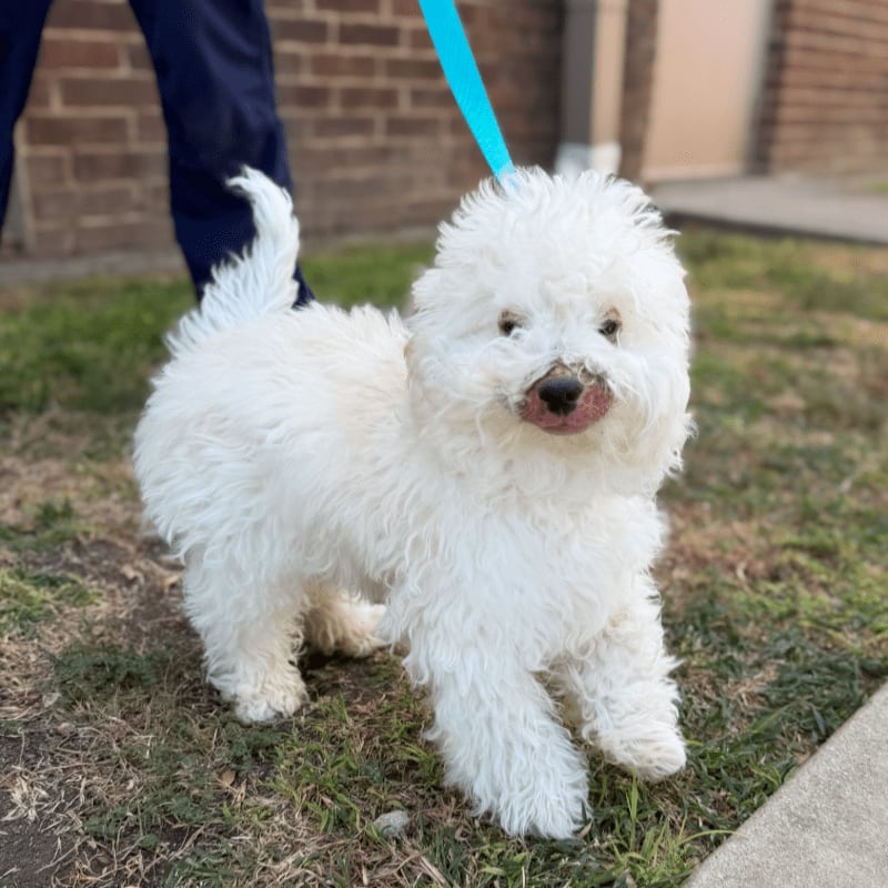 A fluffy white dog stands on a grassy lawn with a person's legs and a brick wall in the background.