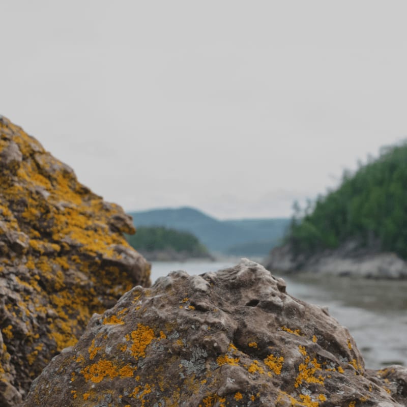 Yellow-lichen covered rocks sit in the foreground against a backdrop of a river and distant, forested hills under a grey sky.