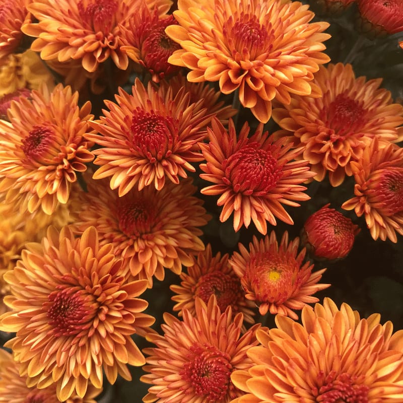 yellow and red flowers in macro lens photography