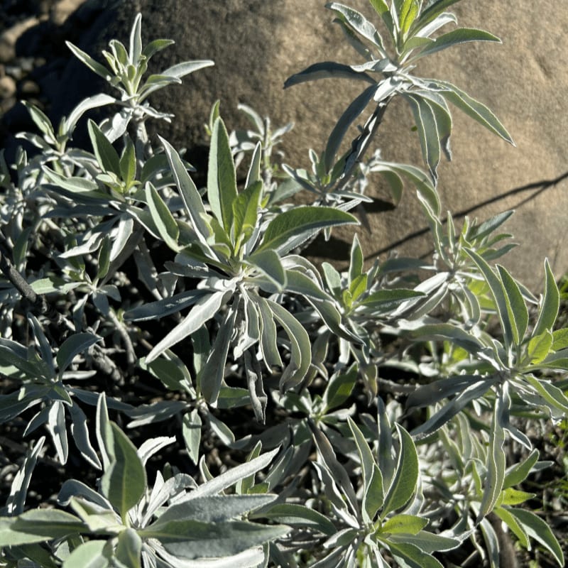 Silvery-green foliage grows in the foreground against a backdrop of a large, textured brown rock.