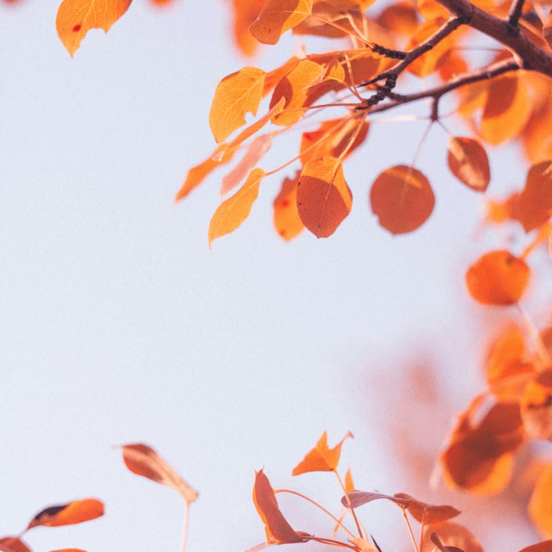 orange-leafed tree