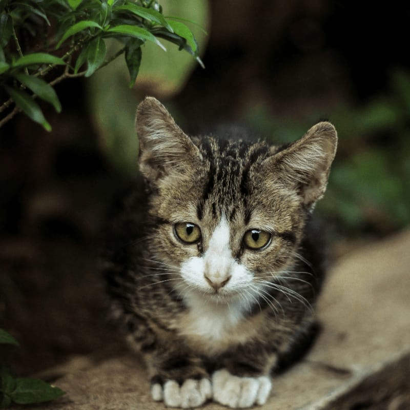 grey tabby kitten