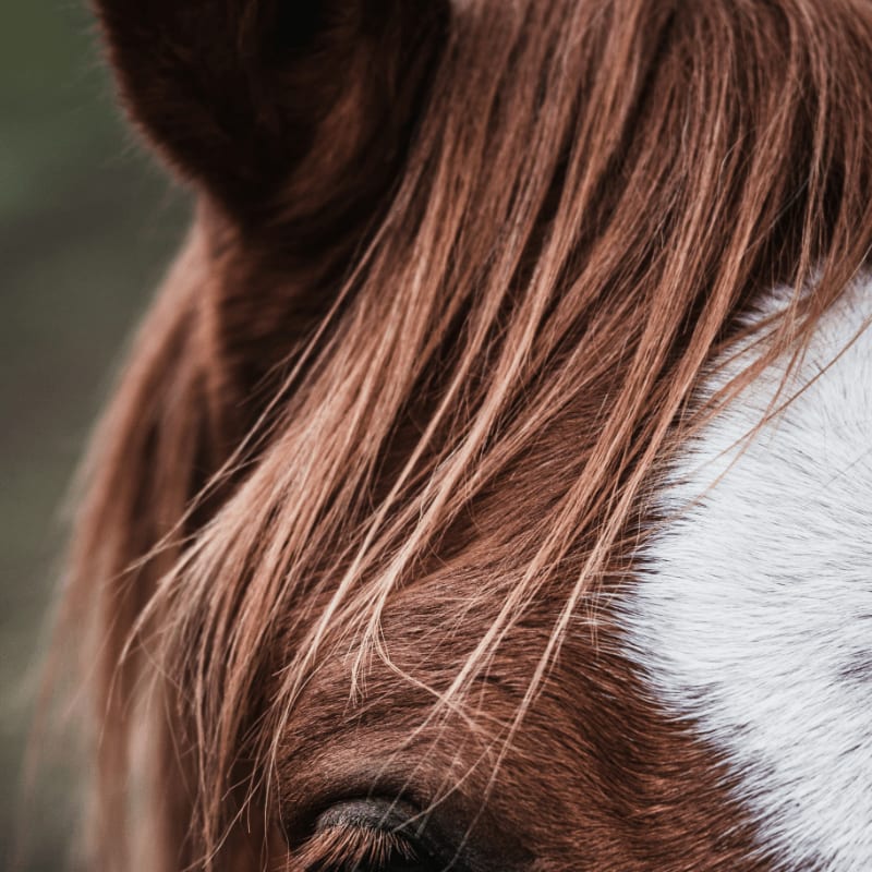 brown and white horse eye