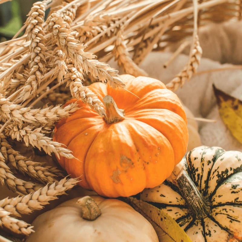 orange and green pumpkins in wicker basket