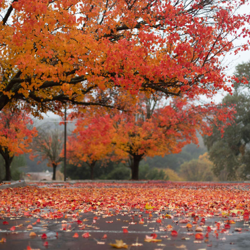 A park with a lot of leaves on the ground