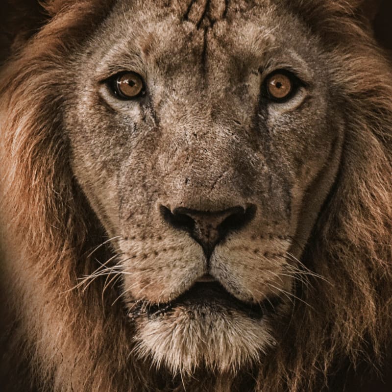 brown lion in close up photography