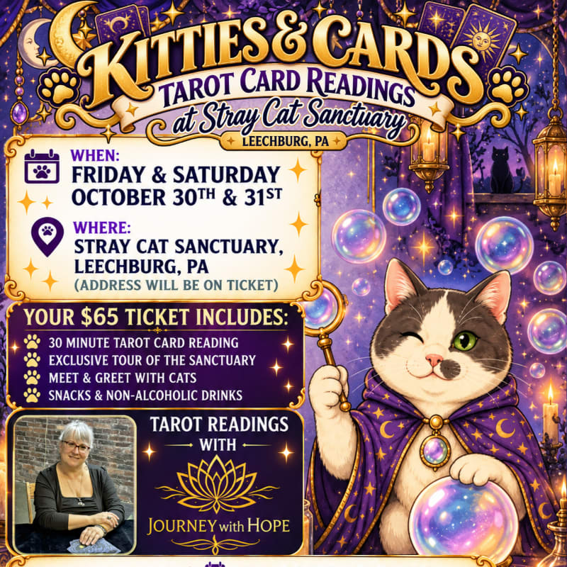A whimsical promotional flyer for "Kitties & Cards" tarot readings features a cat dressed as a wizard with a crystal ball in the foreground, set against a magical purple background with event details and a photo of the reader.