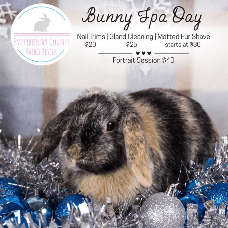 A fluffy lop-eared rabbit sits nestled in silver tinsel and blue ornaments, set against a background featuring a "Bunny Spa Day" advertisement.