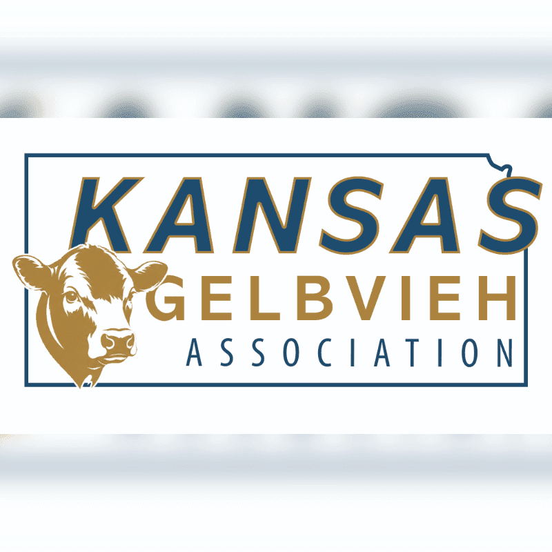 A brown and white cow's head is in the foreground, to the left of the words "KANSAS GELBVIEH ASSOCIATION" written in blue and gold within a blue outline of Kansas, all set against a blurred white background.