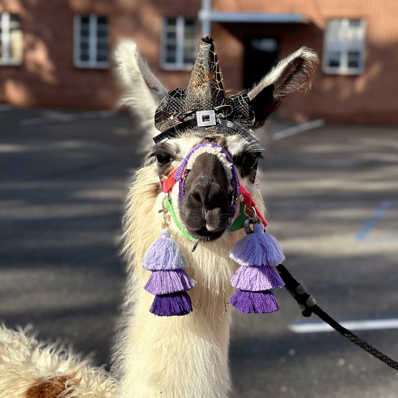 A white llama wearing a decorative headpiece and purple tassels stands in the foreground against a blurred background of a paved area and a brick building.