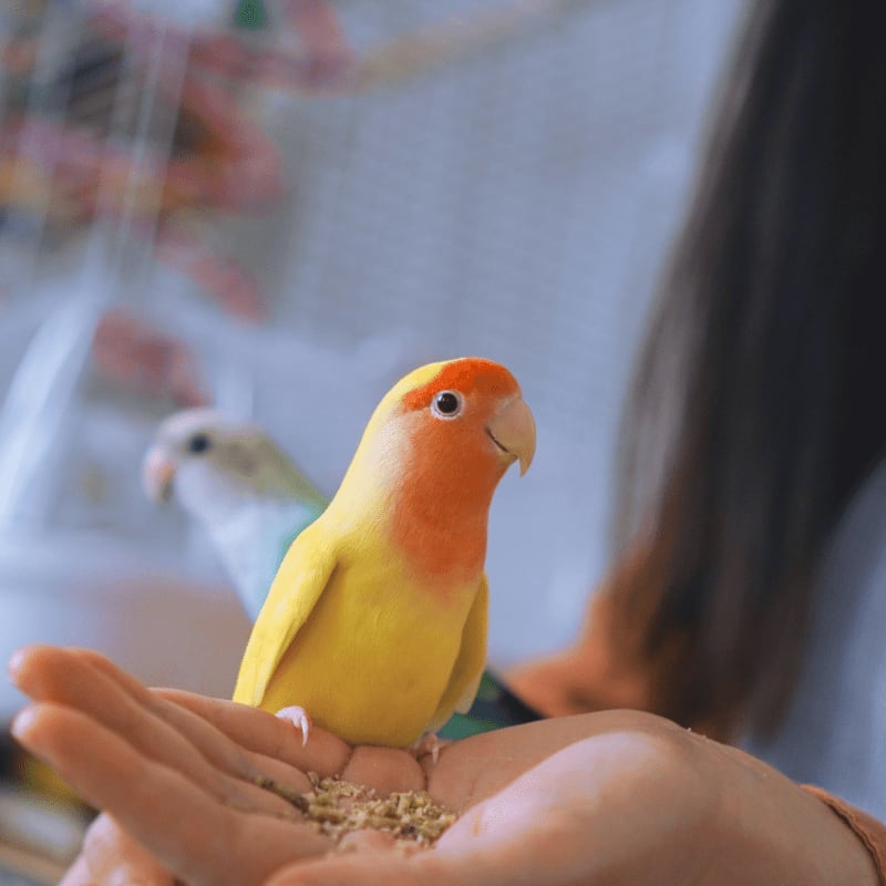 woman holding yellow and red birds